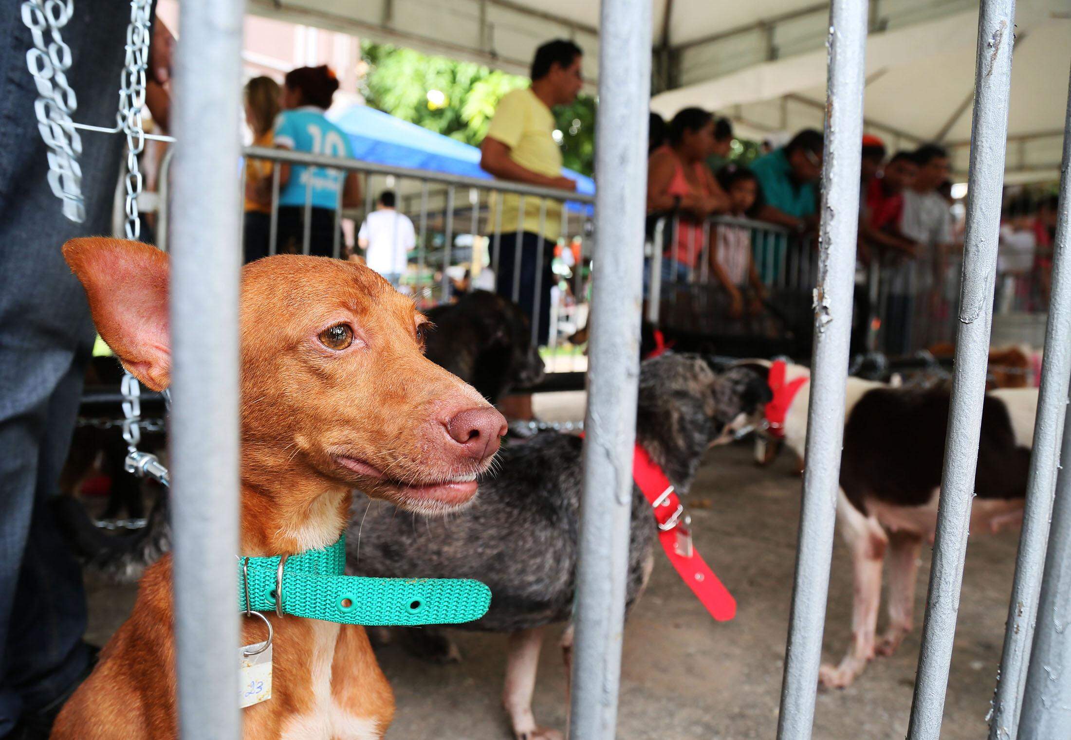 Aprenda a poderosa oração pelos animais doentes - Blog Astrocentro