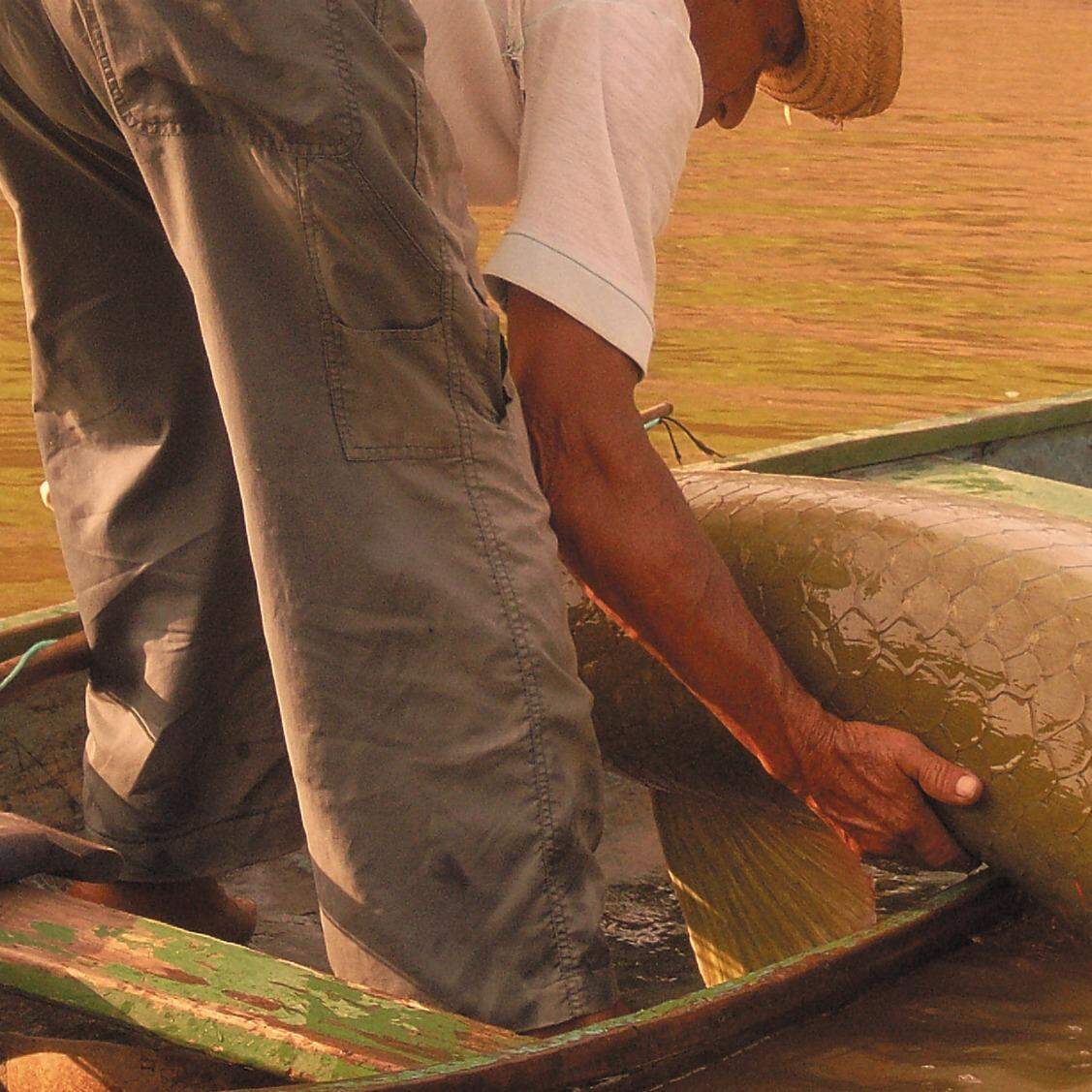 Entenda por que o pirarucu, peixe nativo da Amazônia, é um perigo para os  rios de SP, Rondônia Rural