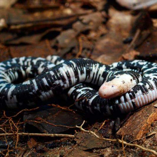 Biólogo encontra cobra-de-duas-cabeças no quintal de casa em SC