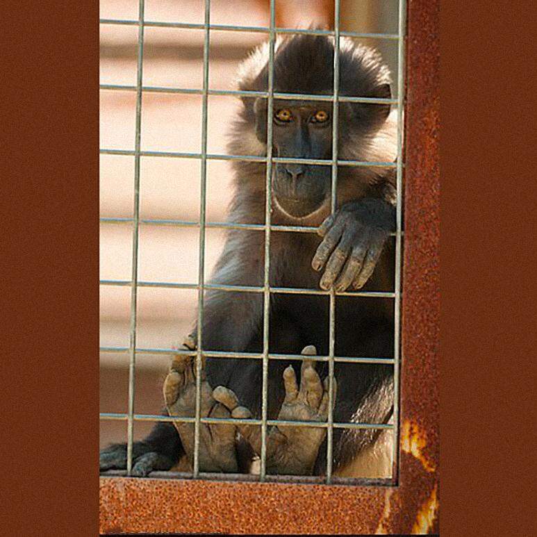 Macaco em zoológico liga para número de emergência e mobiliza