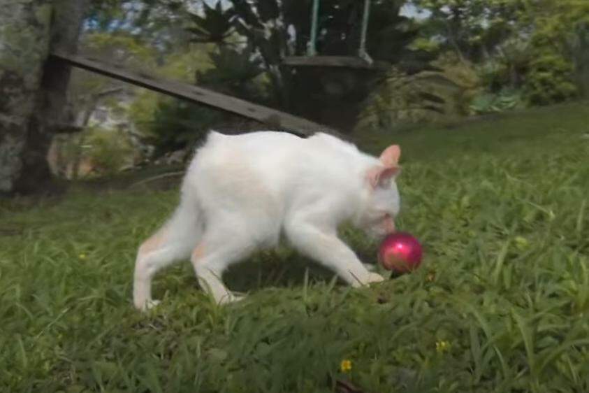 Gatoelho': saiba por que animal parece ser metade gato e metade