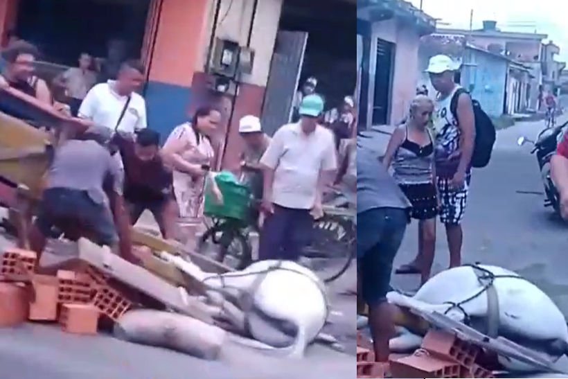 De cavalos comendo lixo na rua a esgoto estourado: moradores de Olinda  convivem com descaso