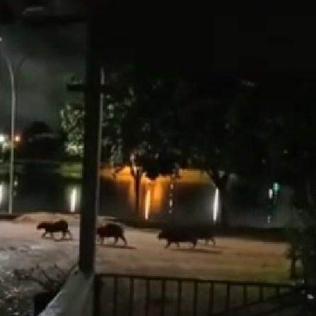 Amizade entre fazendeiro e capivara viraliza nas redes sociais; veja vídeo