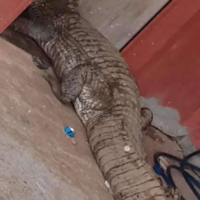 Pescador esportivo flagra jacaré-açu no Rio Madeira: olha o tamanho do  'crocodilo' - News Rondônia