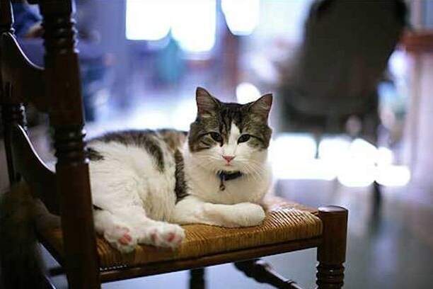 Oscar, o gato que previa a morte (Divulgação/SteereHouse.org) Oscar, o gato que previa a morte (Divulgação/SteereHouse.org)