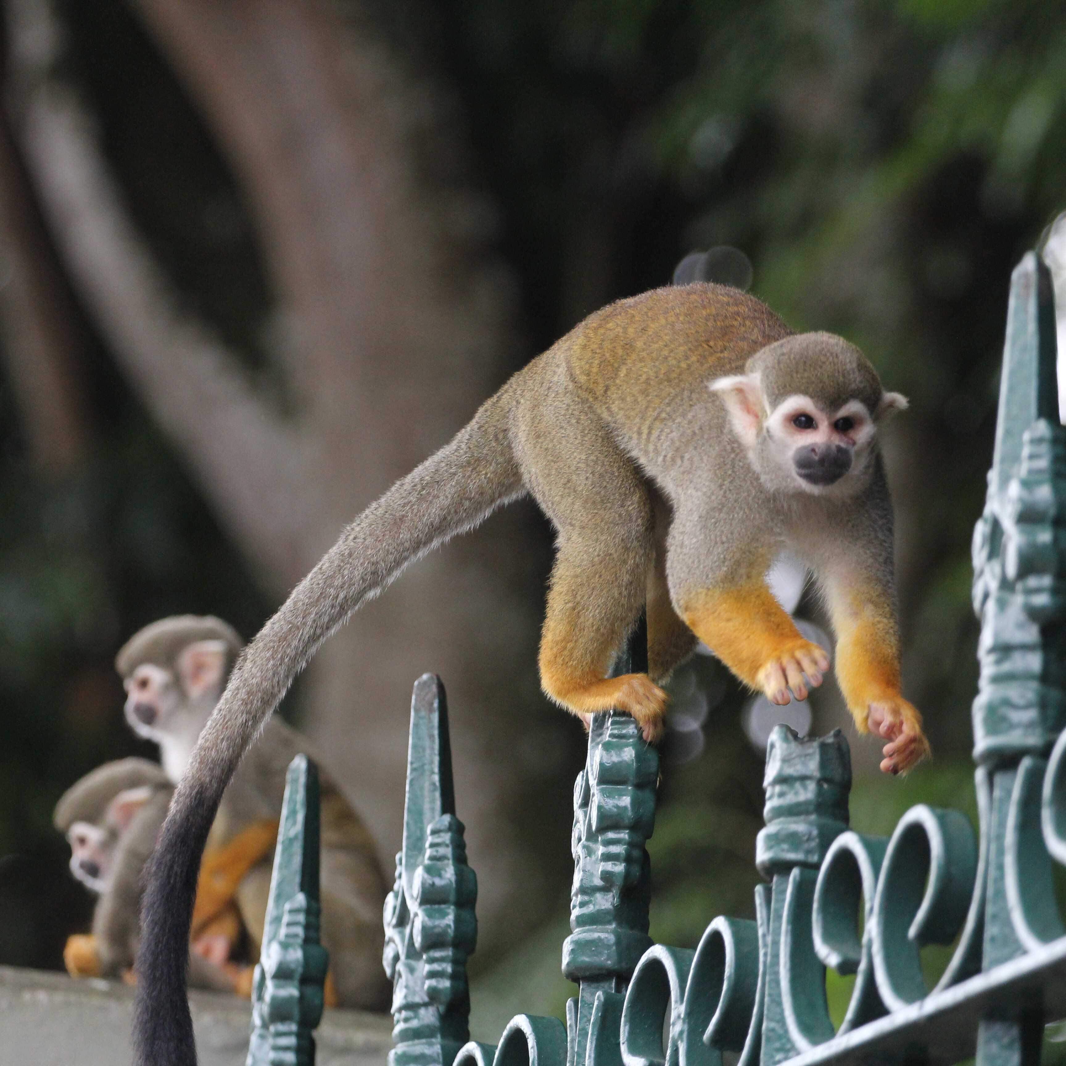 Vida Nova FM - Macacos são flagrados bebendo cerveja e fumando em