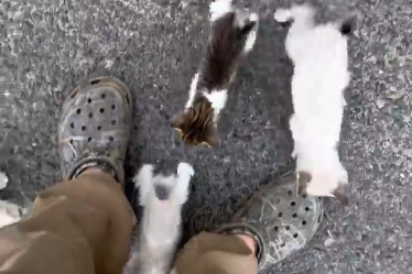 Homem resgata gato na rua e é 'emboscado' por mais 12 filhotes; veja!