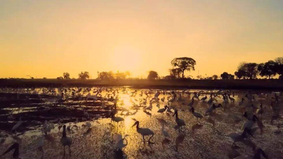 Almir Sater em Pantanal: conheça o ator e seu marcante papel na