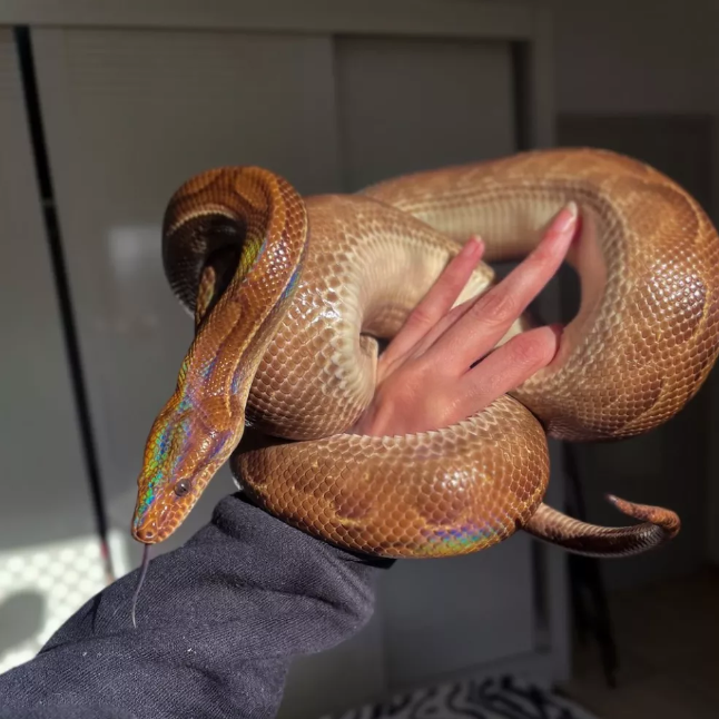 (Vídeo) Biólogo é atacado por serpente enquanto gravava vídeo em