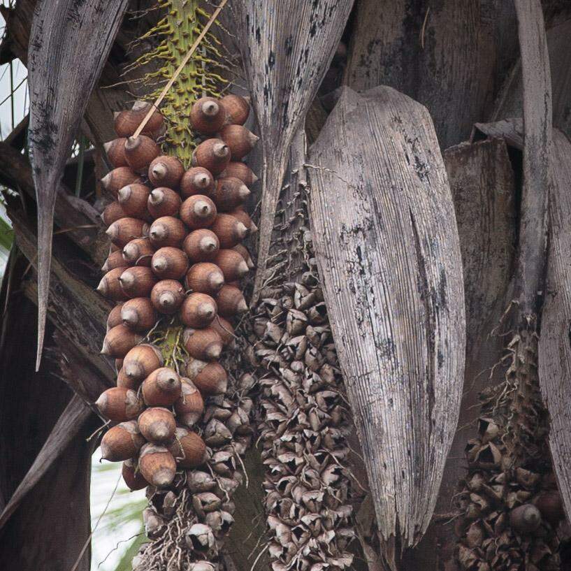 Macaúba: o que é, benefícios e como comer, Receita