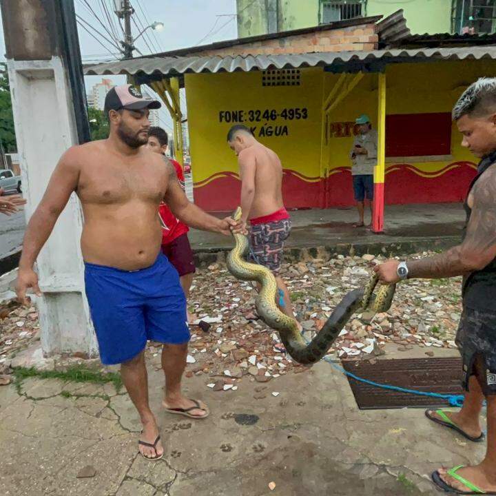 Cobra semelhante à naja é encontrada em Balneário Camboriú - NSC Total