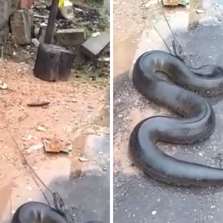 Cobra gigante que viralizou em vídeo pode ser real, mas não é encontrada no  Brasil