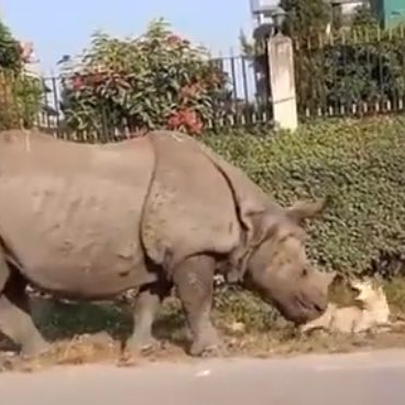 Ameaçado de extinção, filhote do rinoceronte de Sumatra nasce na Indonésia