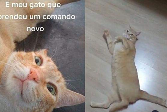 Minha gata não quis mais jogar o joguinho de gato do capeta - iFunny Brazil