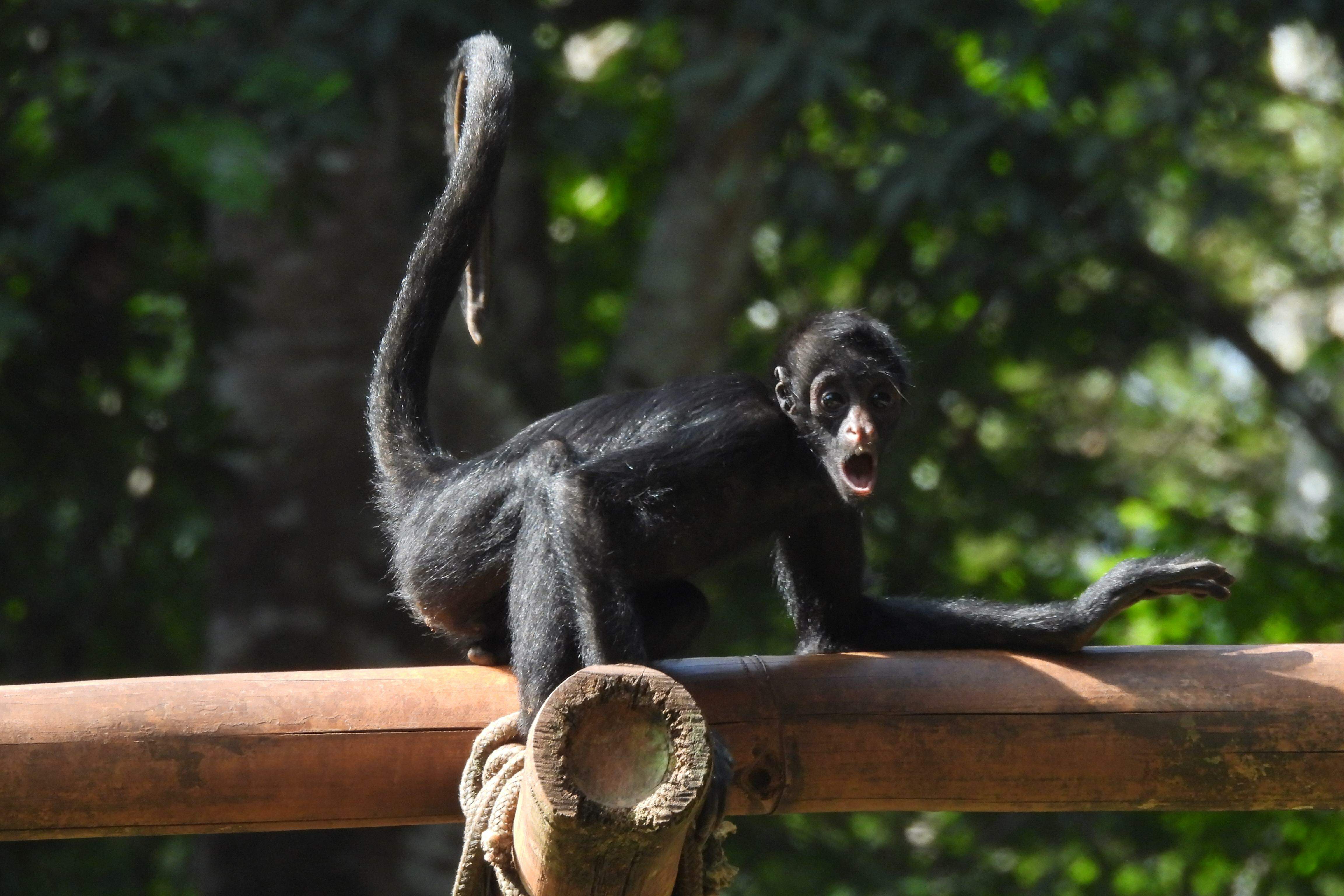 G1 - Macaco-aranha-de-cara-vermelha - notícias em Fauna