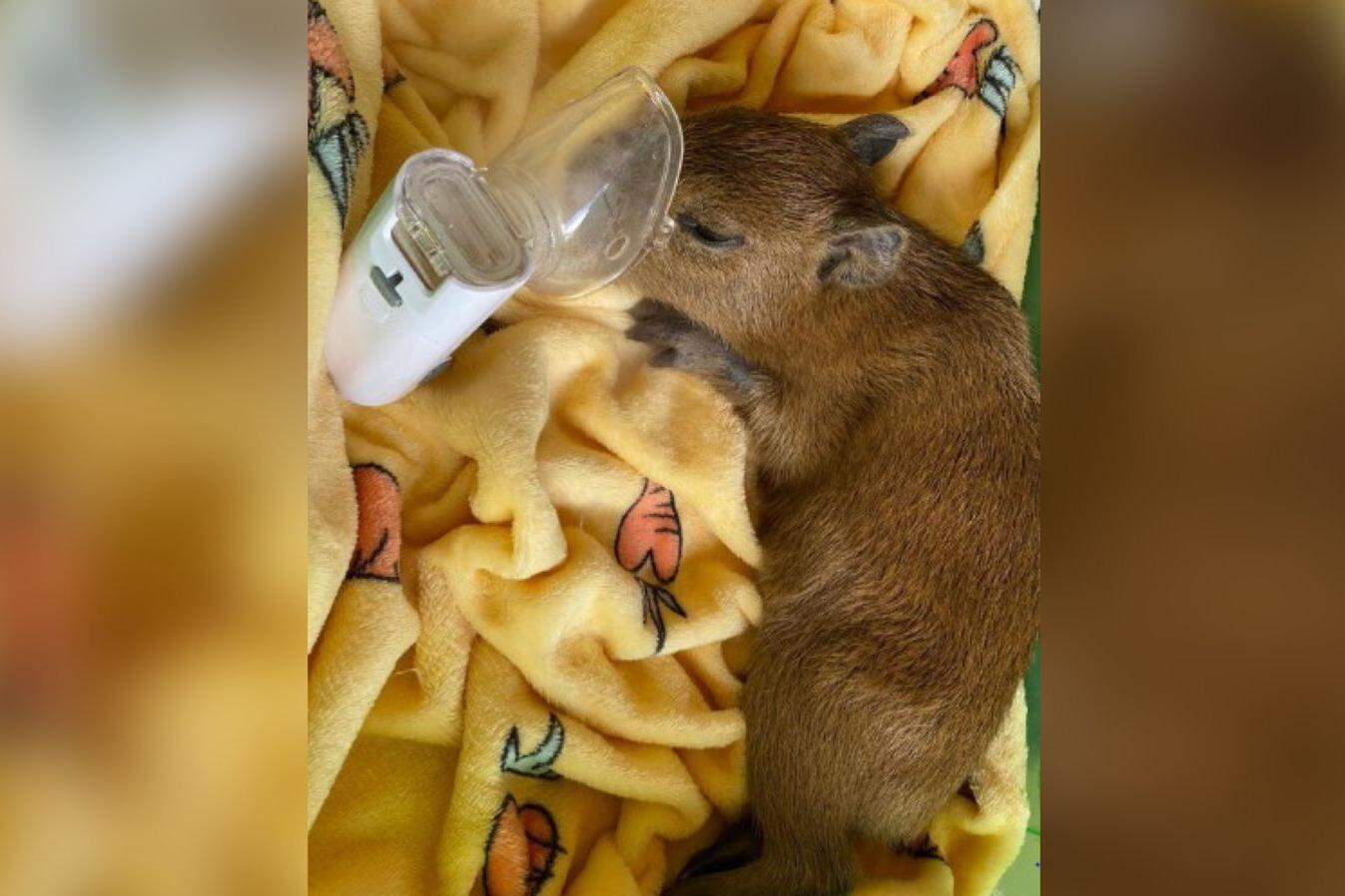 Homem é autuado após abate de capivara no Tietê