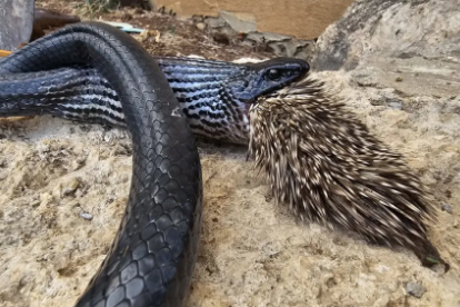 Musica veneno boca da cobra｜TikTok Search