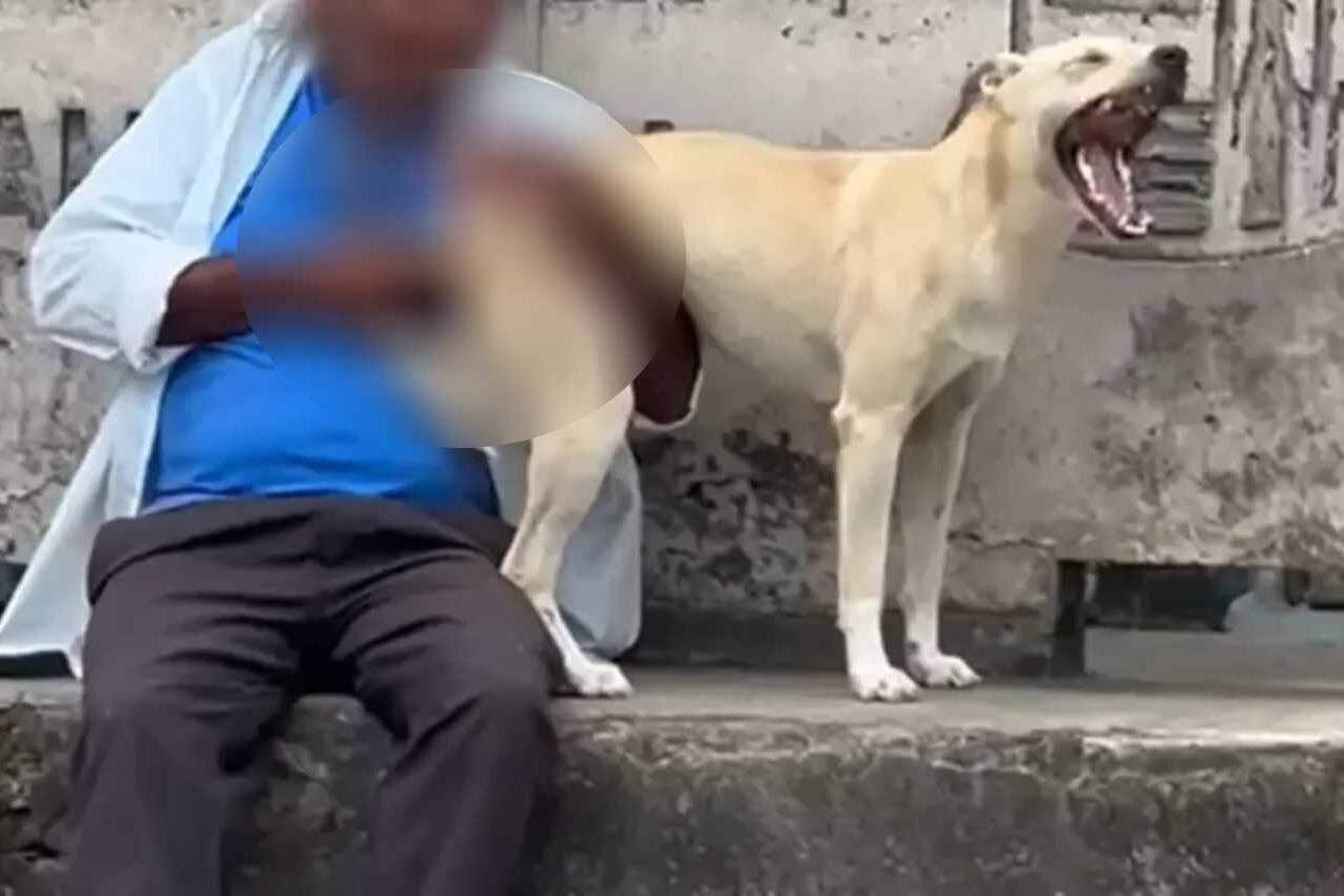 Idoso é flagrado abusando sexualmente de cadela no meio da rua | Brasil | O  Liberal