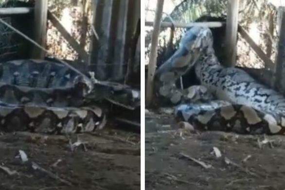 Cobra gigante que viralizou em vídeo pode ser real, mas não é encontrada no  Brasil