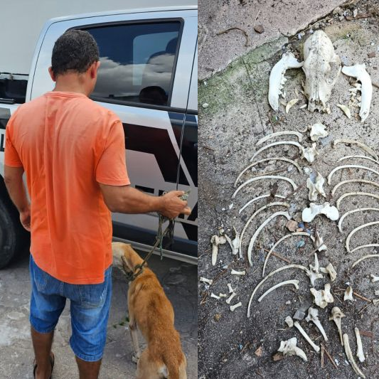 Jovens são presos por introduzir cabo metálico no ânus de cavalo