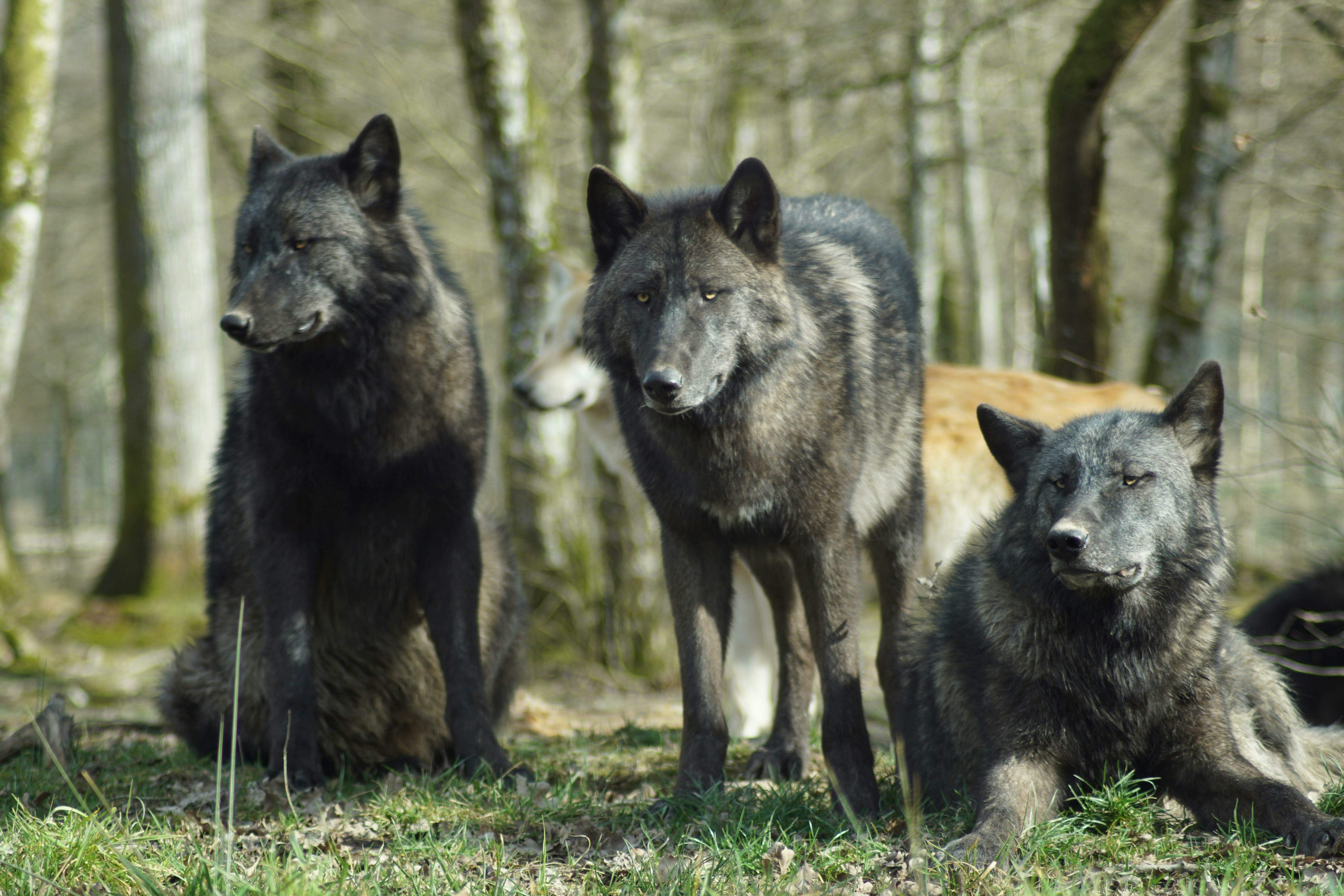 Mulher é atacada por lobos em zoológico na França | Mundo | O Liberal