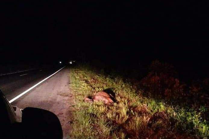 PRF e Prefeitura de Carpina recolhem 13 cavalos em rodovias do