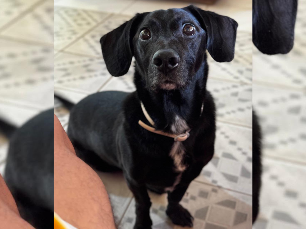 Família procura por cachorro desaparecido no Bengui, em Belém