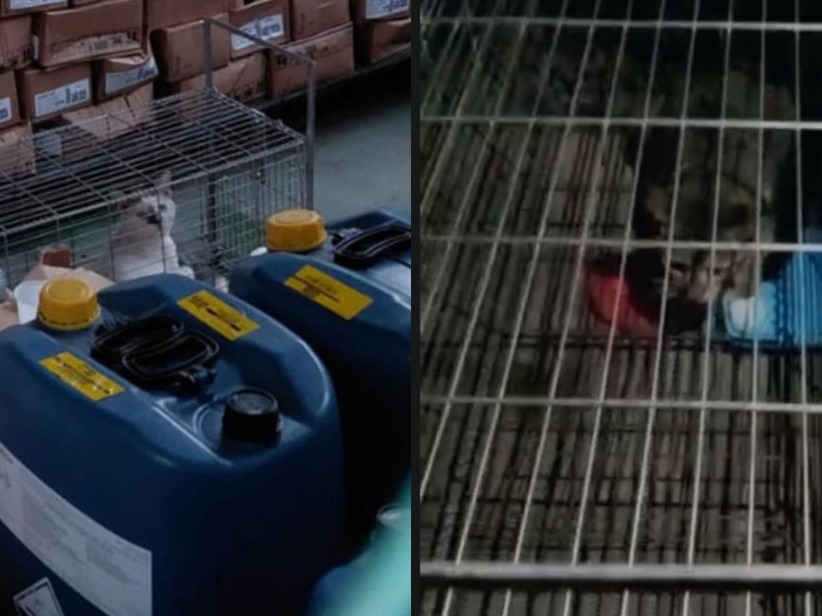 Denúncia aponta maus-tratos a gatos no Hospital Metropolitano